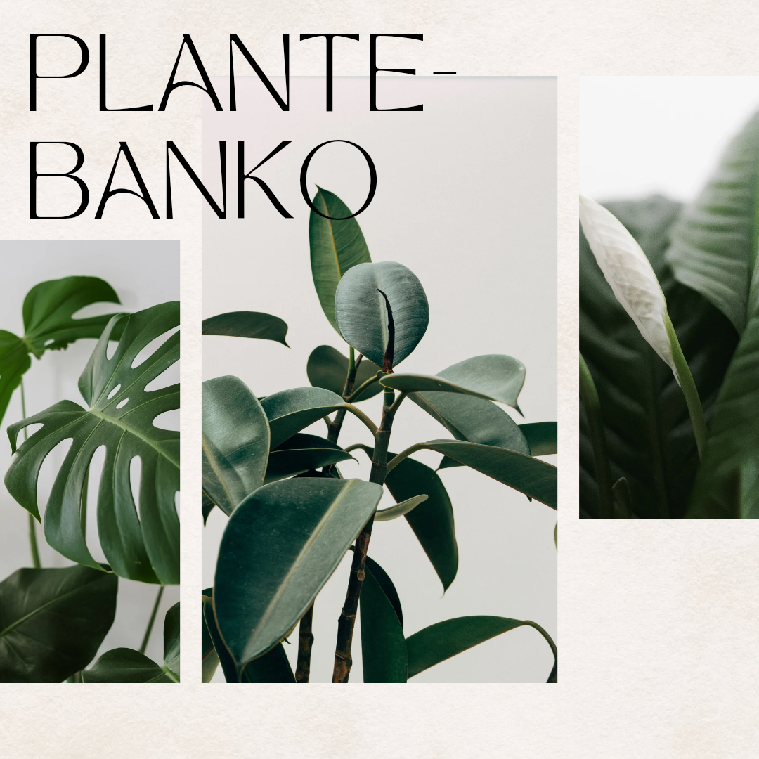 Plantebanko 19/9